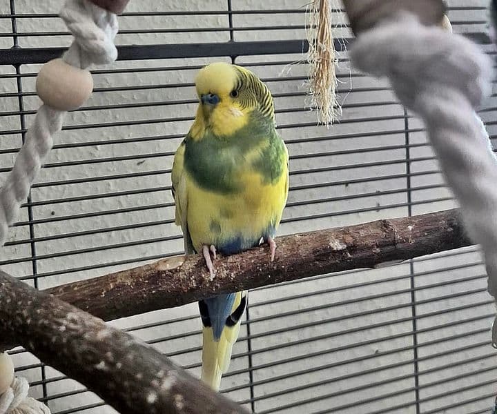 Foto von Welli Albin ist einsam