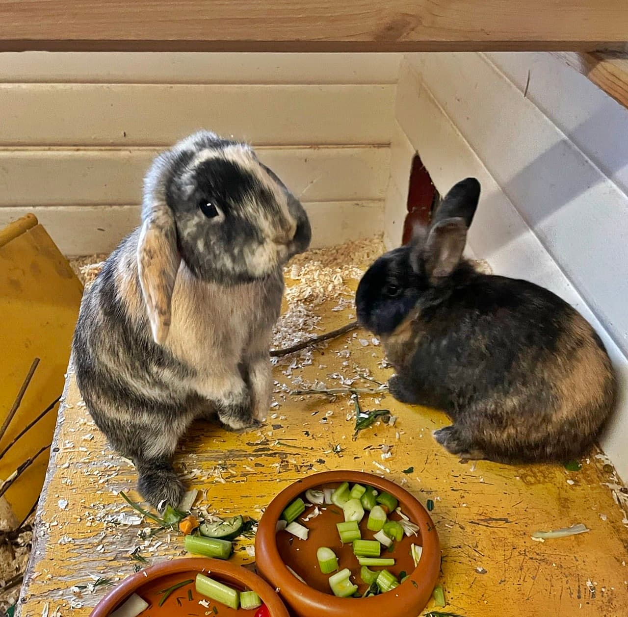 Foto von Albin und Danny sind dem Feuer entkommen