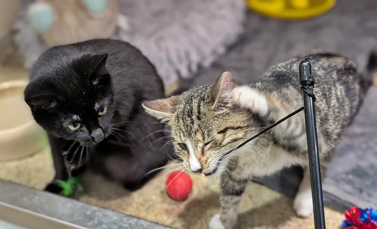 Foto von Alfira und Wyll, unser verspieltes Paar