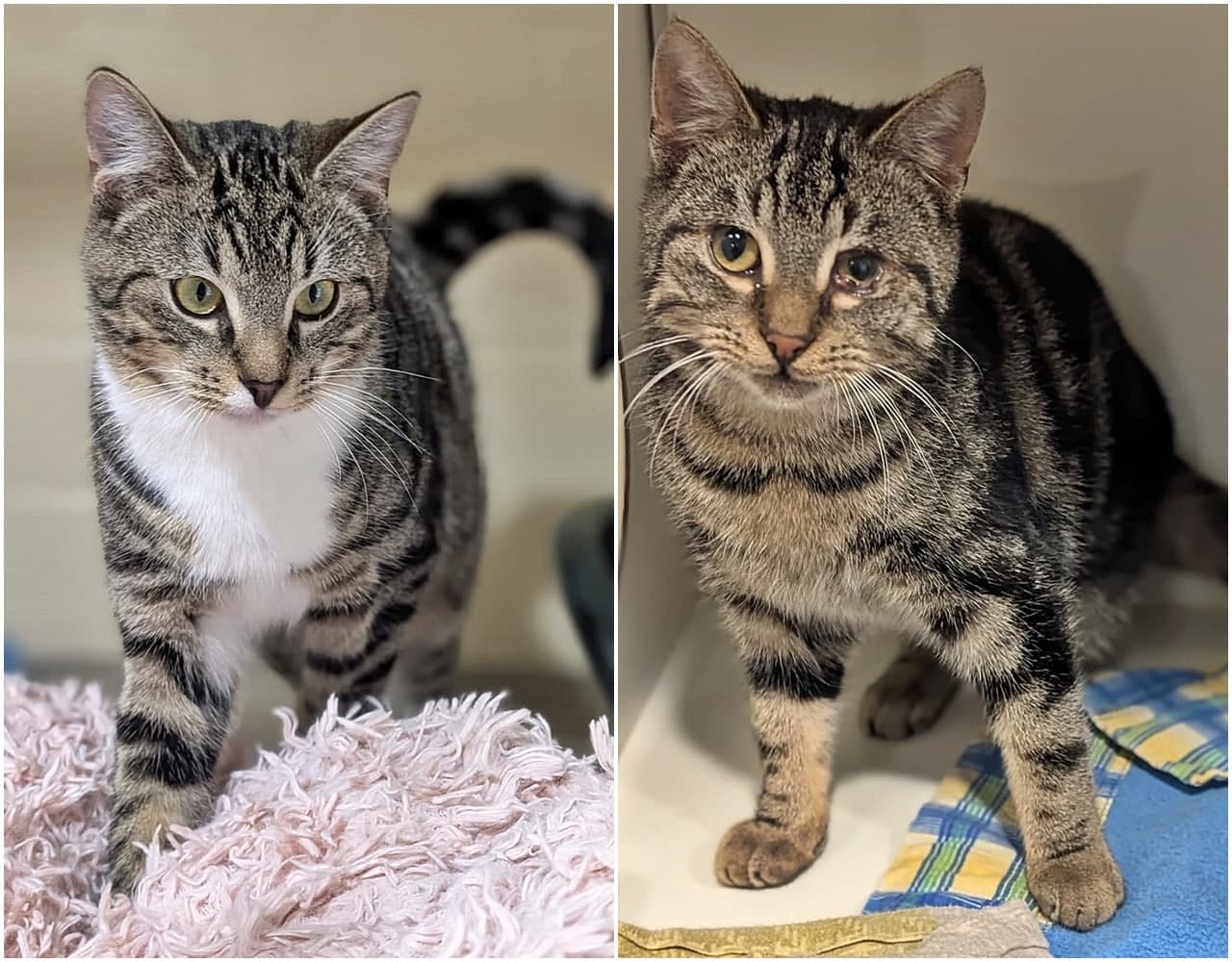 Foto von süßer Jungkater Ares (mit Artemis)