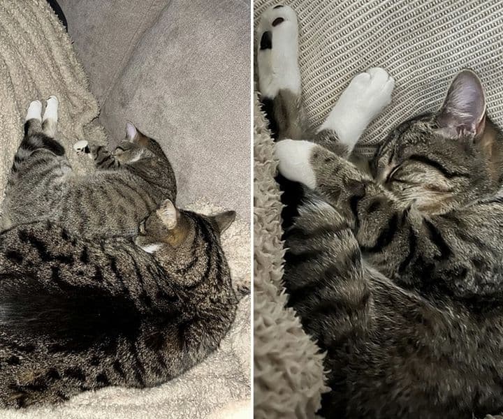 Ari - oder: für scheue Katzen eine Lanze brechen