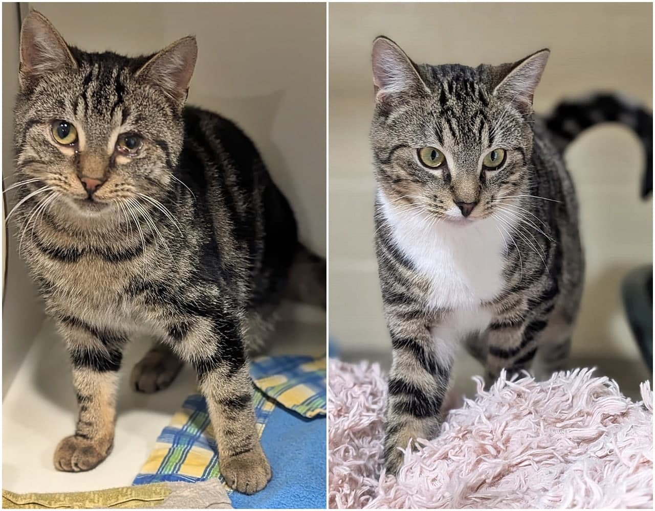 Foto von verspielter Jungkater Artemis (mit Ares)