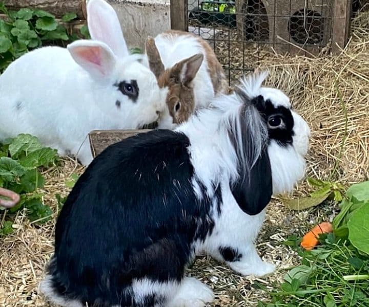 Arya und Rölfi haben es super getroffen