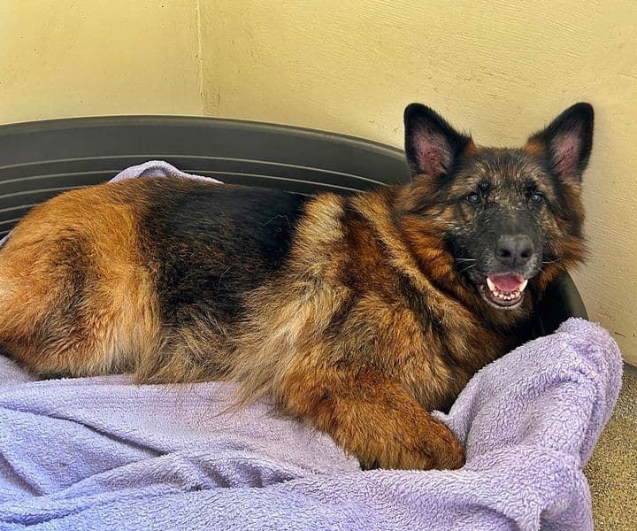Foto von menschenfreundliche Askana sucht erfahrene Schäfi-Freunde (mit Videos)