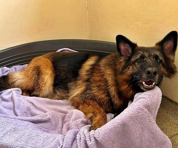 Unsere Askana hat ihr "Seepferdchen" bestanden ;-)