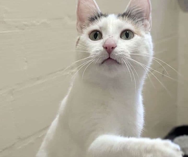 Foto von sanfte Katzenmama Aylin