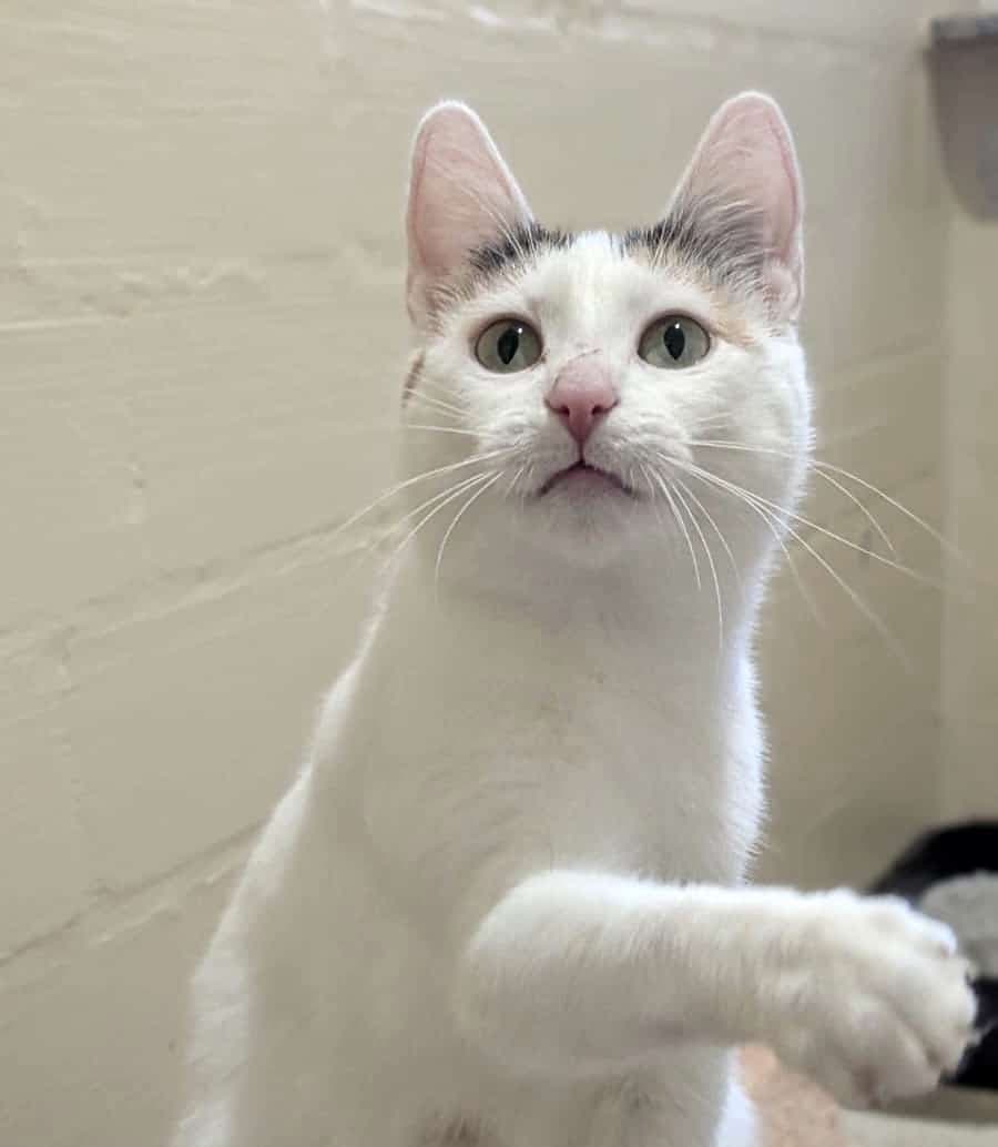 Foto von sanfte Katzenmama Aylin