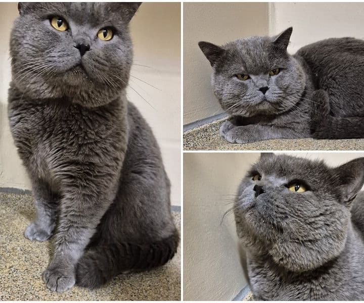Besitzer von grauem Fundkater aus Bocholt gesucht