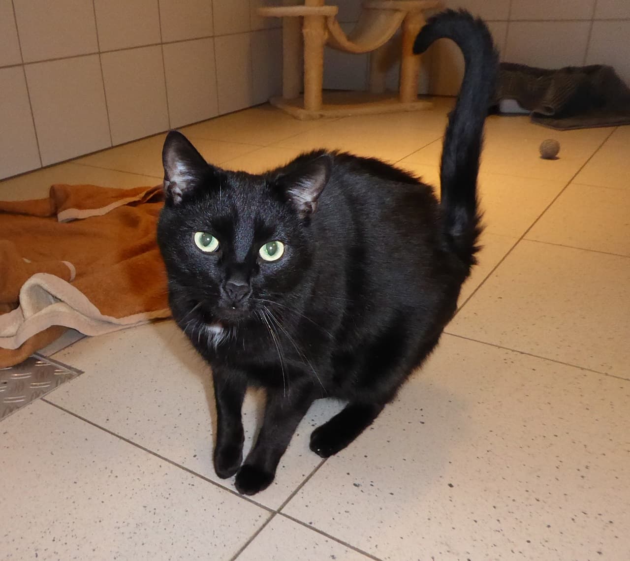 Kater Baghira ist einsam