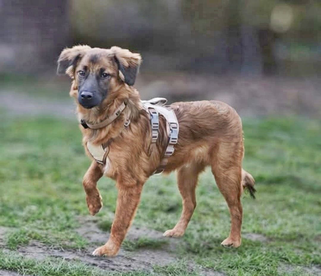 Foto von unsicherer Bailey sucht sein erfahrenes Zuhause