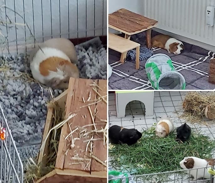 Baldur und Hurb leben jetzt artgerecht
