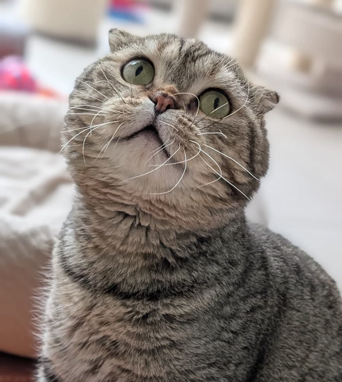 Foto von verschmuster Faltohrkater Balduran