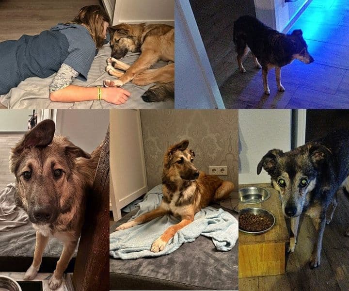 Viele glückliche Hundegesichter