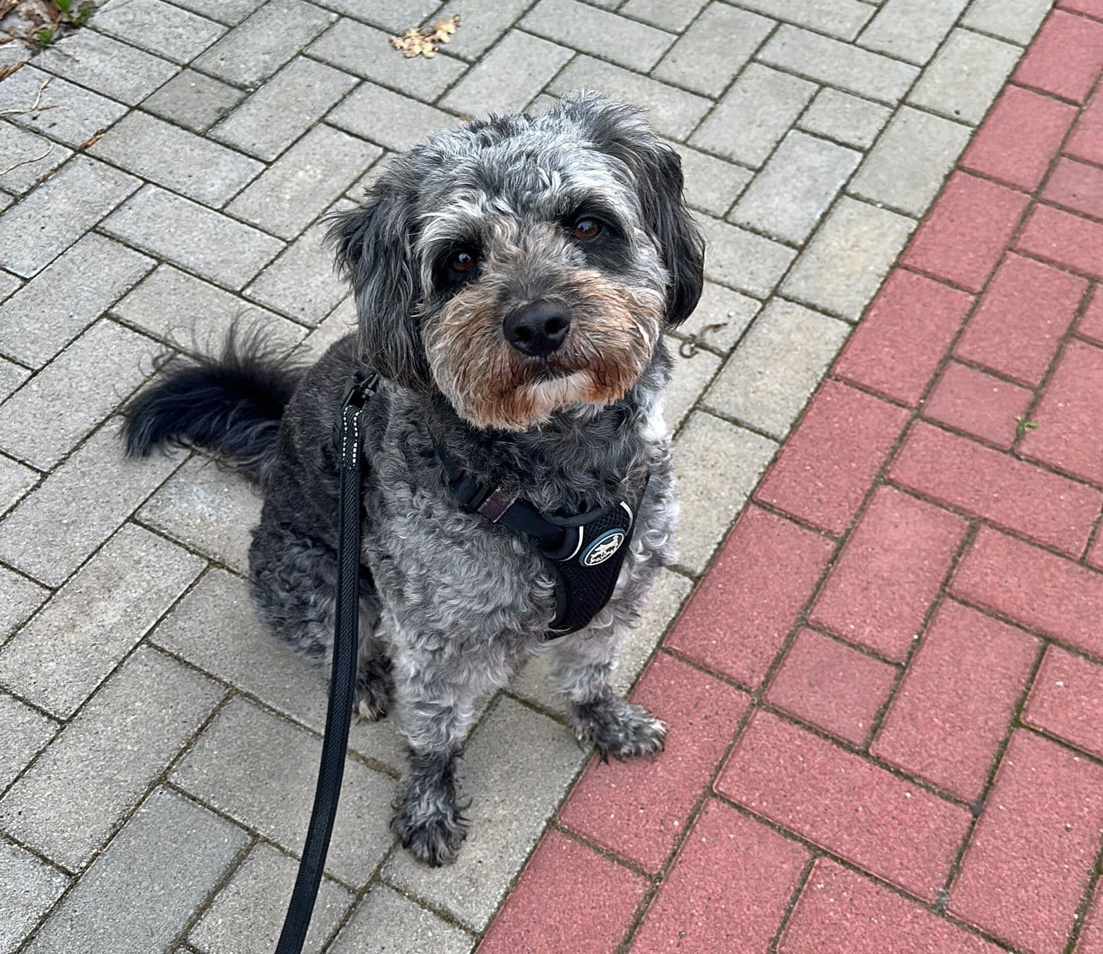 Foto von kleine sensible Bella sucht eine liebe Familie