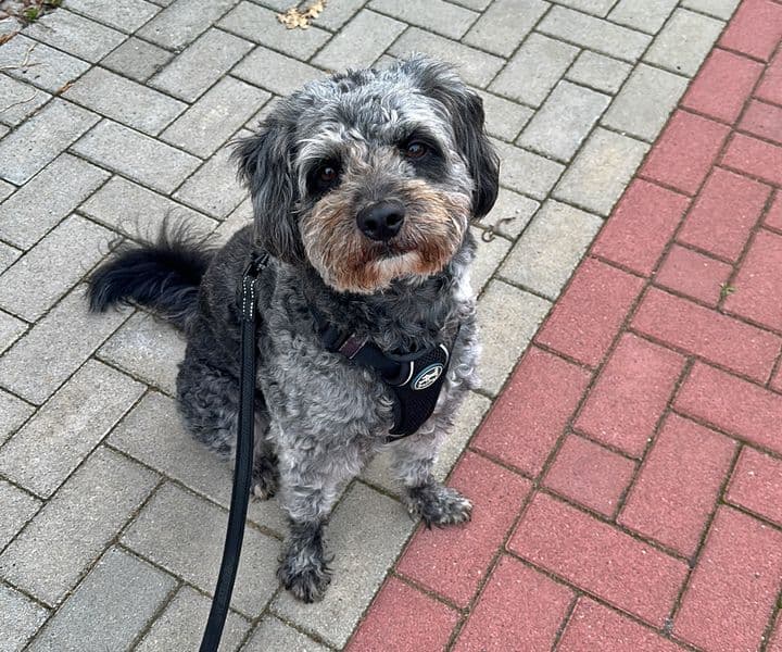 Foto von kleine sensible Bella sucht eine liebe Familie
