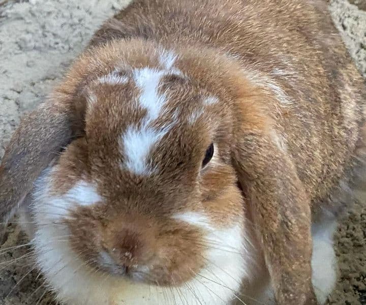 Foto von Bella, unsere "Kaninchenwitwe"