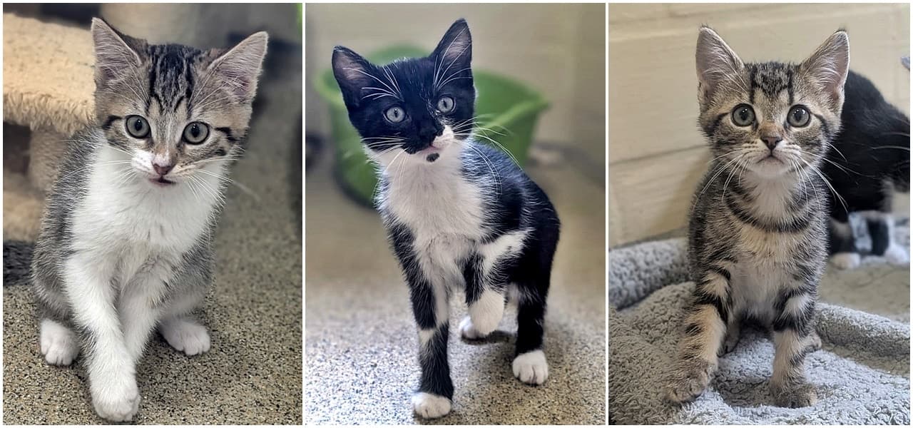 Foto von Bellatrix, Harry und Ron sind Geschwister (Bellatrix ist vermittelt)
