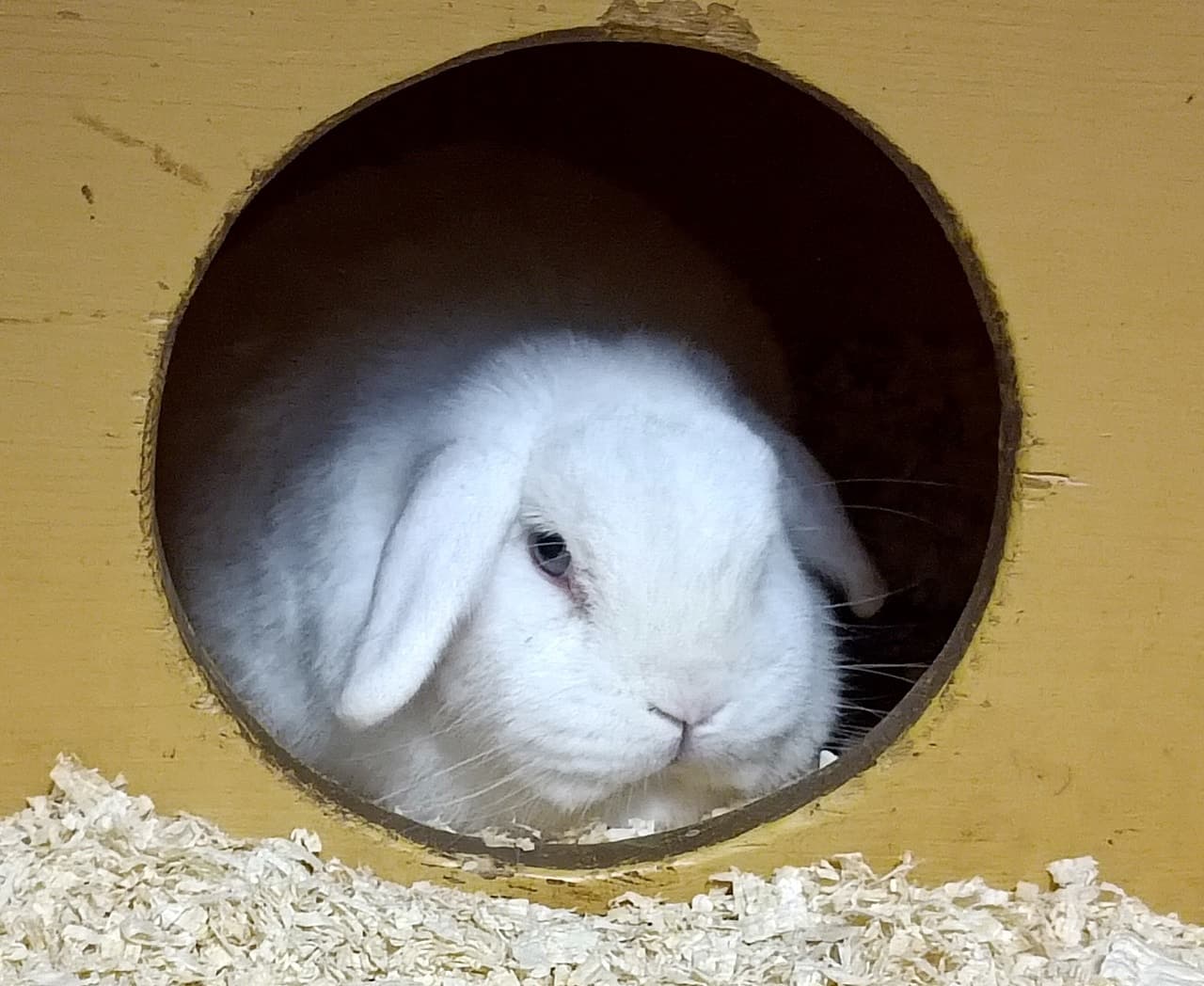 Foto von Berti ist traurig