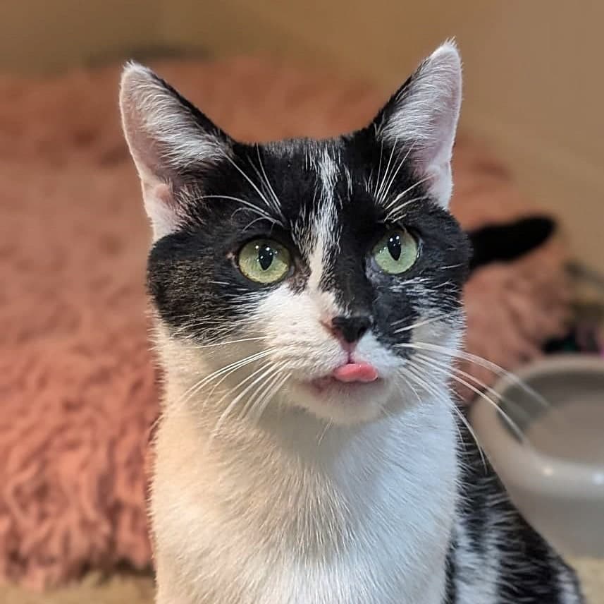 Foto von selbstbewusste Katzenmama Betty
