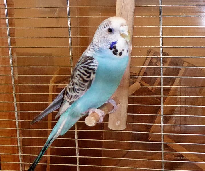 Foto von junger blauer Welli