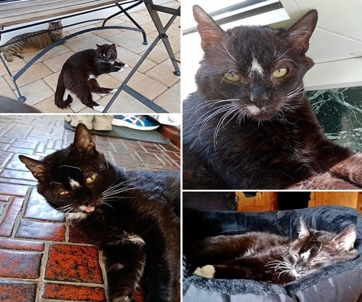 Kater Böbbels im neuen Zuhause
