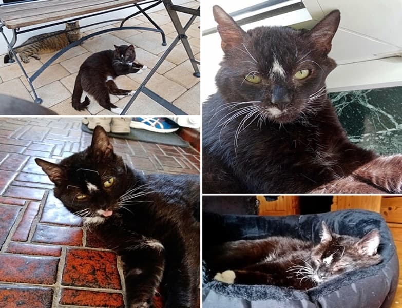Kater Böbbels im neuen Zuhause