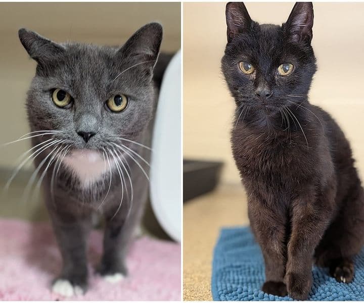 Zwei Kater-Oldies suchen ein Zuhause (einzeln)