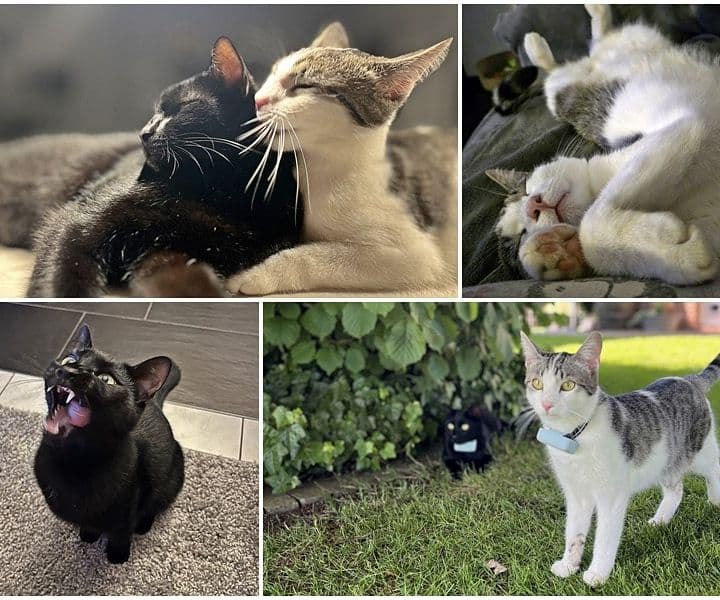 zwei ehemalige Katzenpärchen lassen grüßen - Wobbel und Kolberg und Boom und Boomer