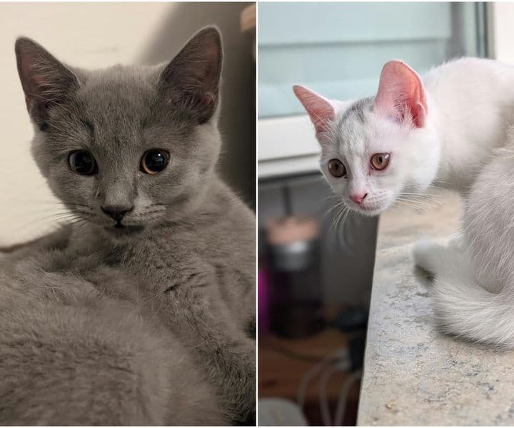 Foto von Bounty und Herzchen suchen gemeinsam ihr Für-immer-Zuhause