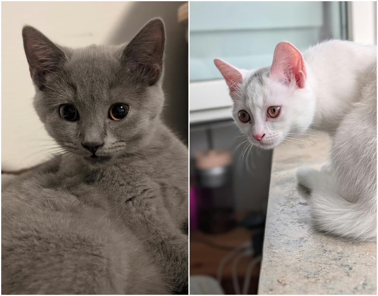Foto von Bounty und Herzchen suchen gemeinsam ihr Für-immer-Zuhause