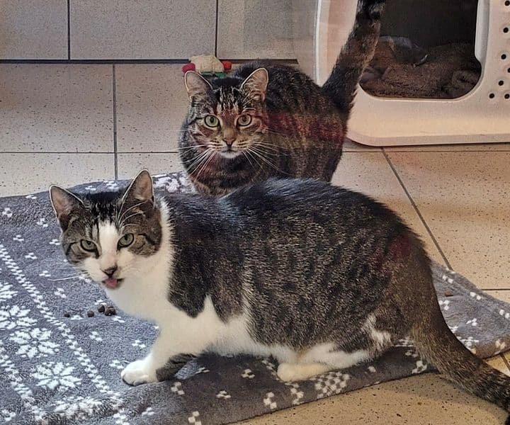 Foto von Tikki und Brötchen - gemeinsam glücklich statt getrennt unglücklich (mit Video)
