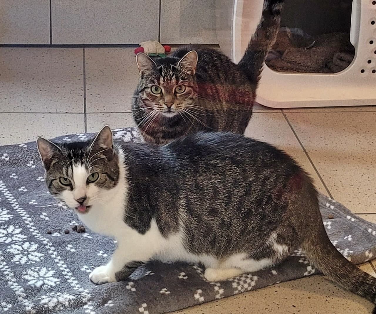 Foto von Tikki und Brötchen - gemeinsam glücklich statt getrennt unglücklich (mit Video)
