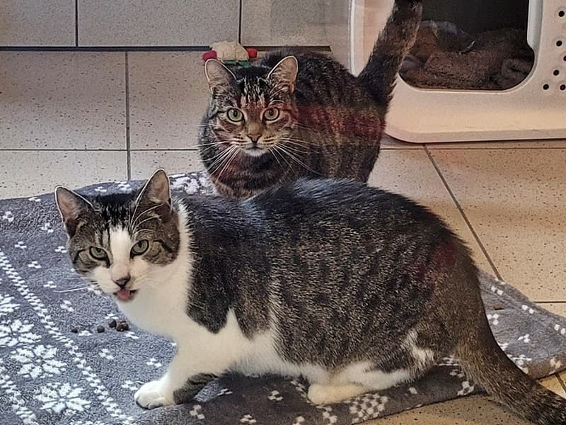Brötchen und Tikki - wer hat ein ❤️ für ein besonders Liebespaar?