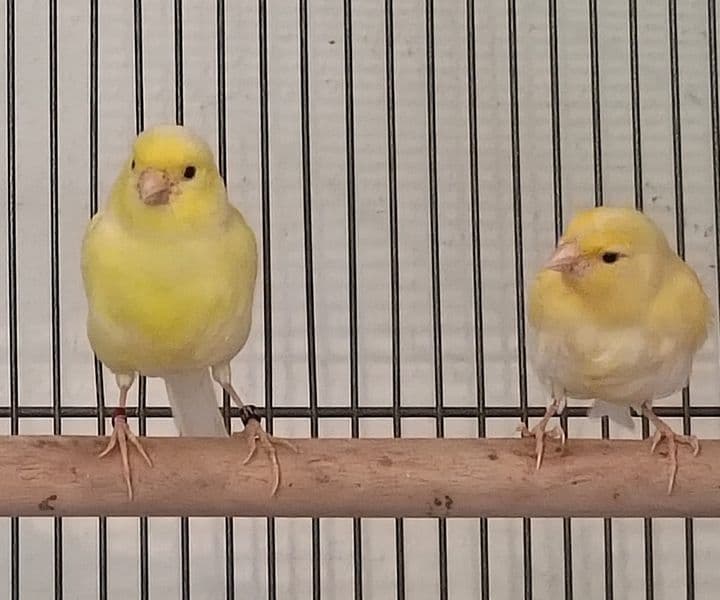Foto von Buttercup und / oder  Tweety, zwei junge Kanarienvögel