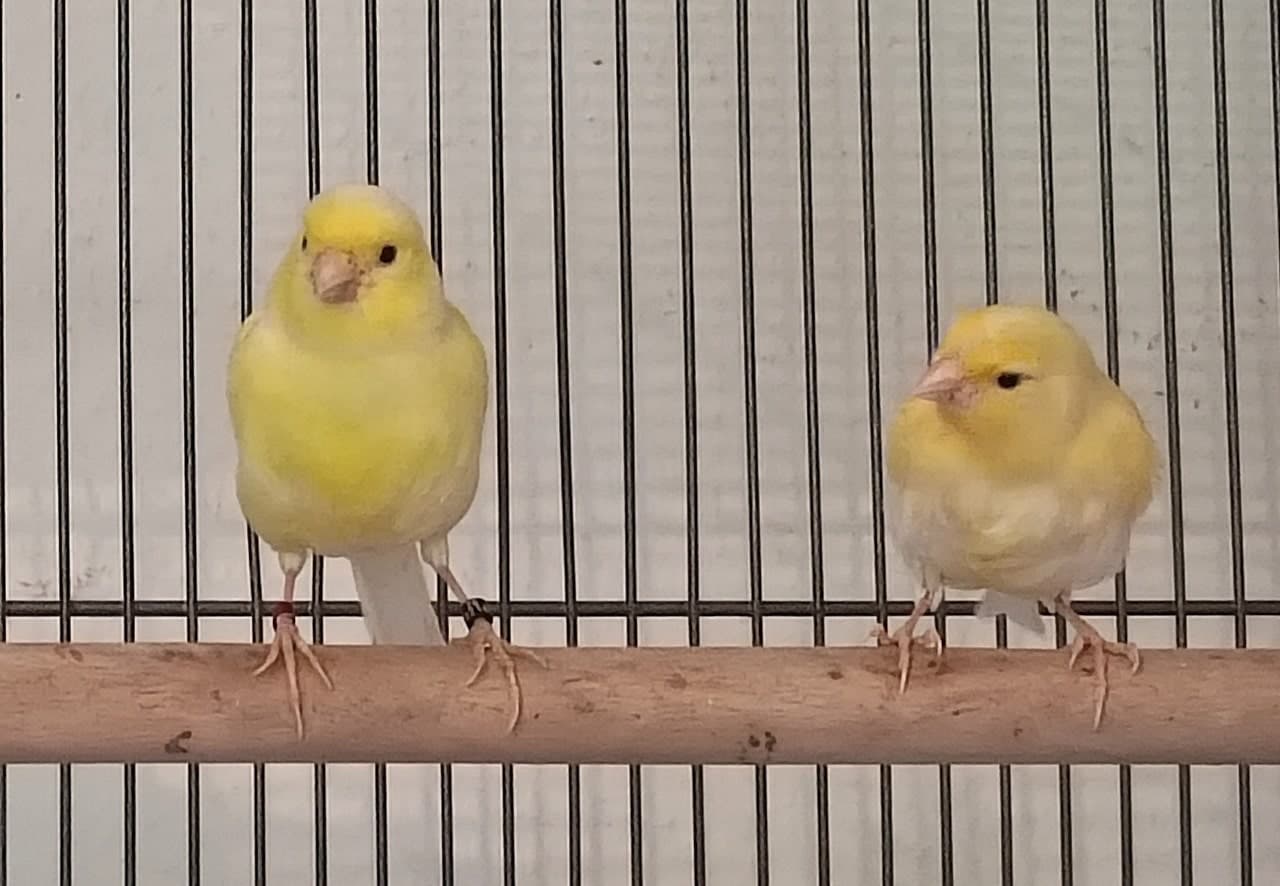 Foto von Buttercup und / oder  Tweety, zwei junge Kanarienvögel