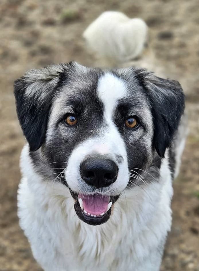 Foto von freundliche Cleo ruht in sich selbst