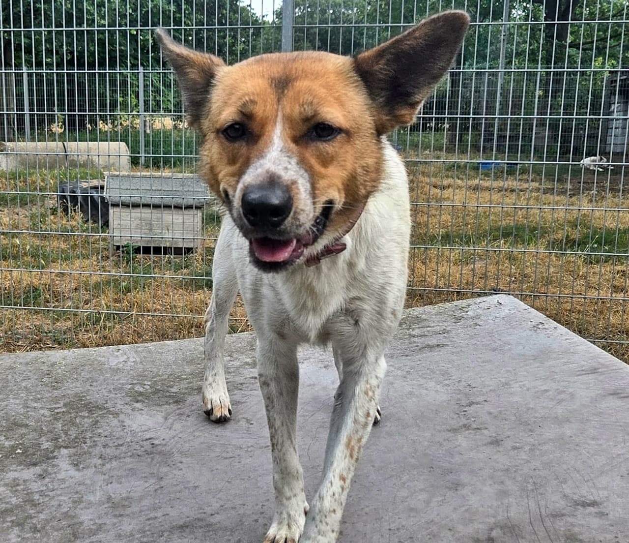 Foto von temperamentvolle hübsche Daisy