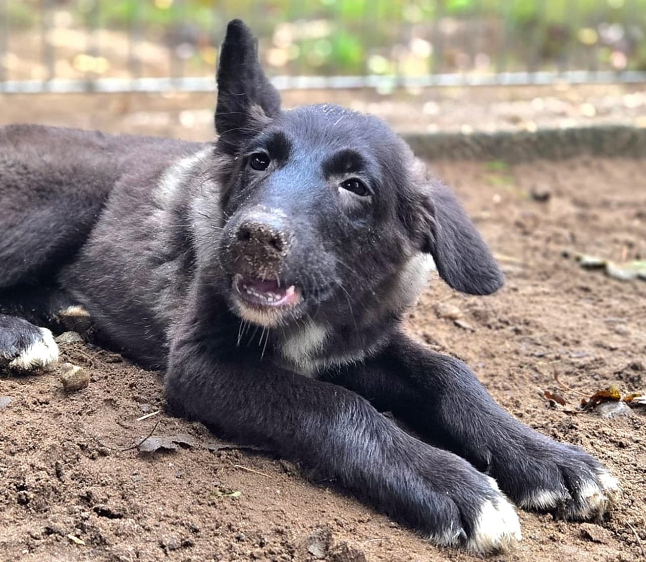 Foto von Dino, unser Gute-Laune-Hund