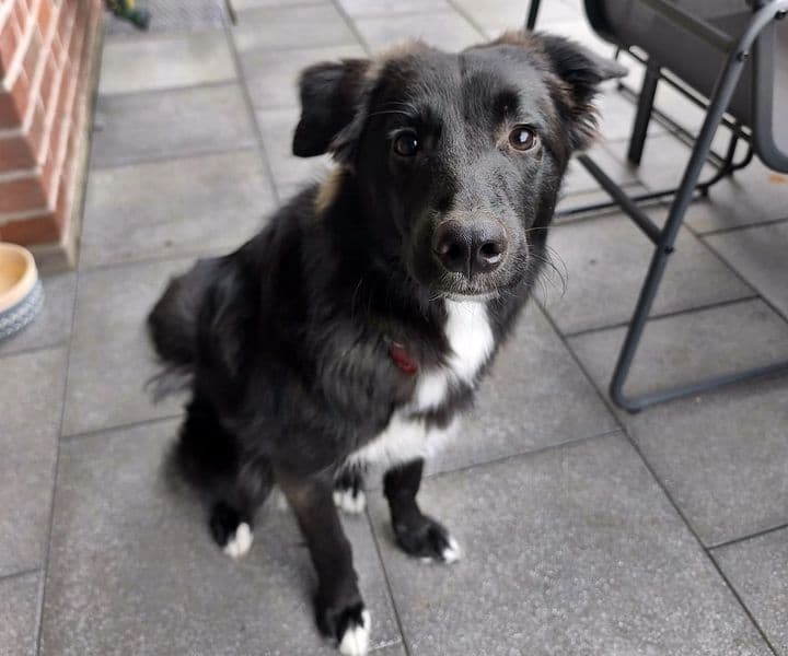 Foto von Nino – sensibler Herzenshund sucht erfahrene Menschen (Notfall!)