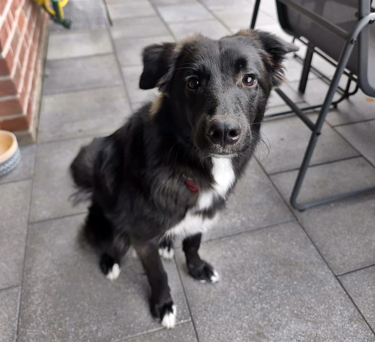 Foto von Nino – sensibler Herzenshund sucht erfahrene Menschen (Notfall!)
