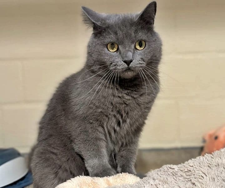 Foto von Duman, unser Prachtkater