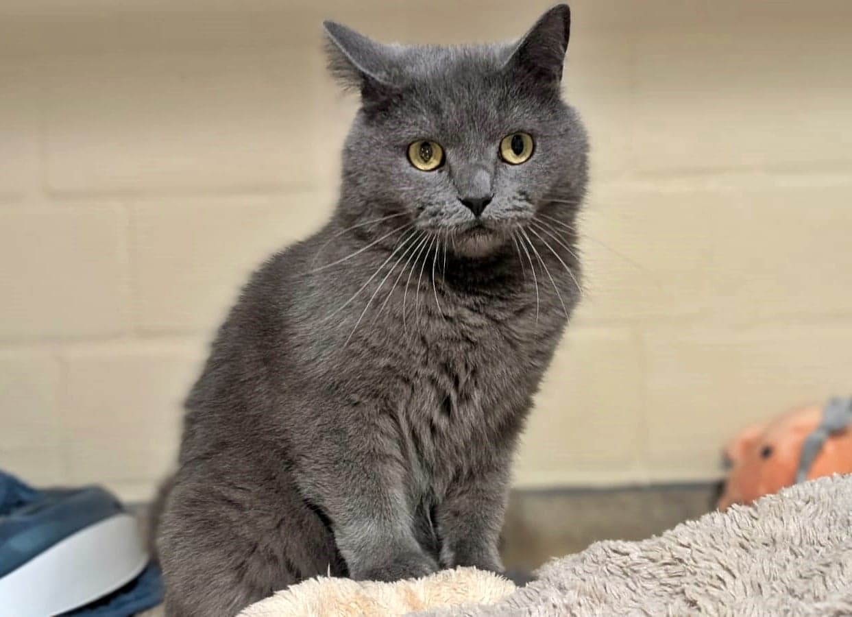 Foto von Duman, unser Prachtkater