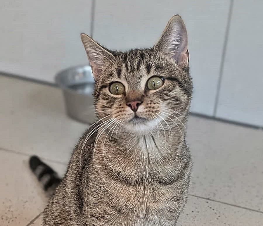 Foto von verspielte Grautigerin Edna