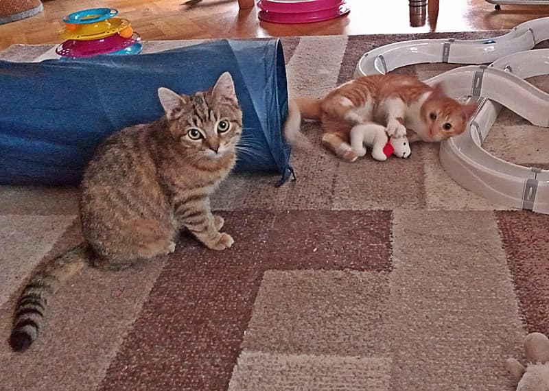 Elsa und Tiny lassen grüßen