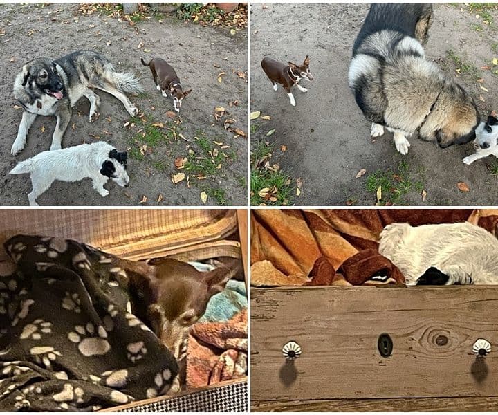 Terrier-Mix Hündin Emma grüßt aus dem neuen Zuhause