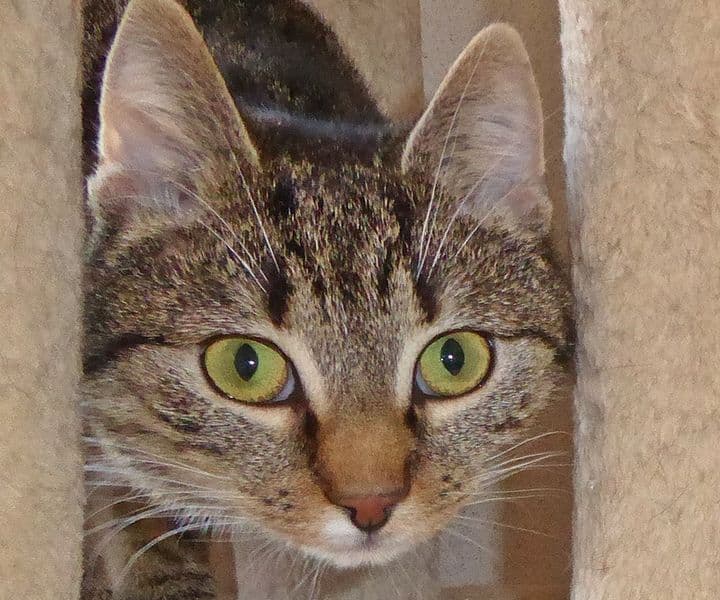 Foto von schüchterne Emma