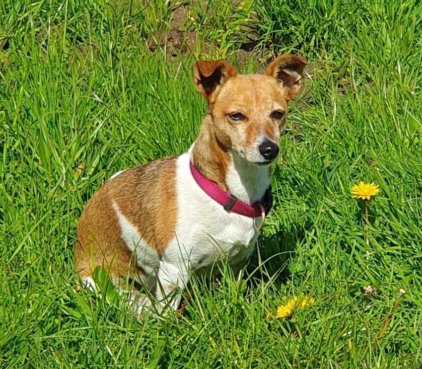 Foto von die kleine Emmi liebt Auslauf