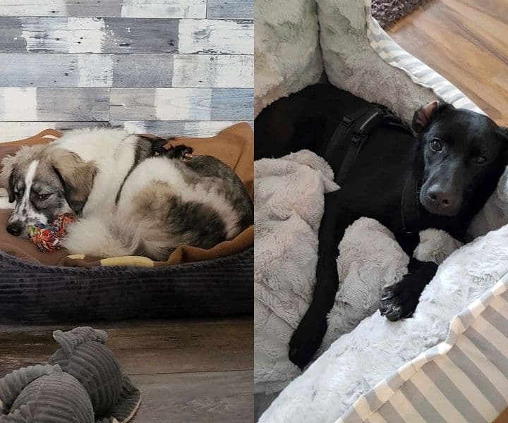 Enya und Stina (jetzt Frieda) haben ihr Körbchen gefunden
