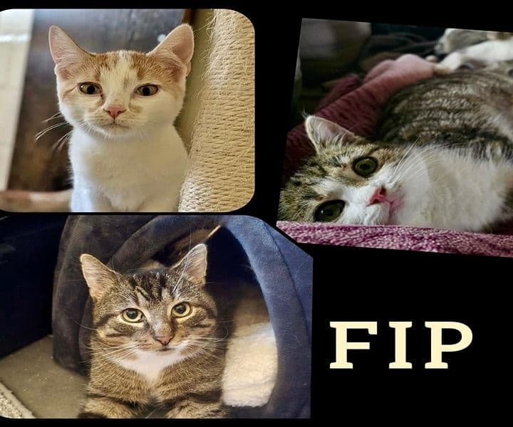 Wer hilft uns, unsere FIP-Katzen zu retten?