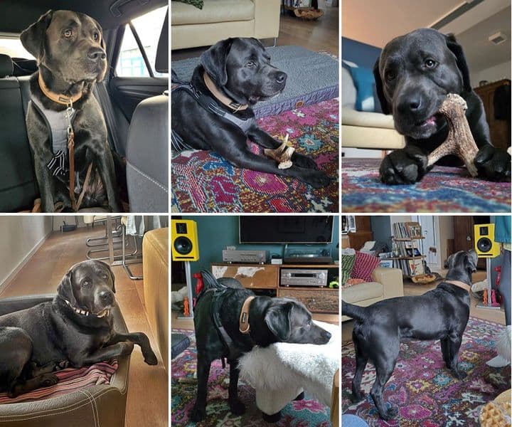 Falco ist der "Prinz" in seiner neuen Familie